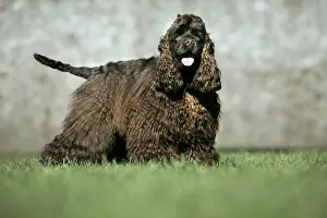Dog - American Cocker Spaniel