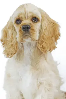 Dog - American Cocker Spaniel