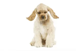 Dog - American Cocker Spaniel