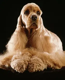 Dog - American Cocker Spaniel