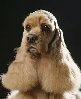 Dog - American Cocker Spaniel