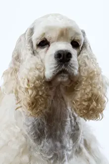 Dog - American Cocker Spaniel