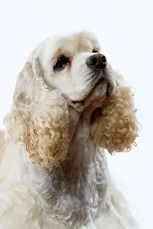 Spaniels Prints: Dog - American Cocker Spaniel