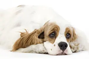 Dog - American Cocker Spaniel