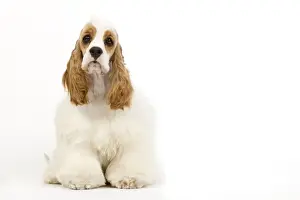 Dog - American Cocker Spaniel
