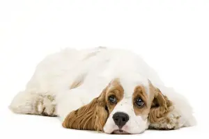 Dog - American Cocker Spaniel