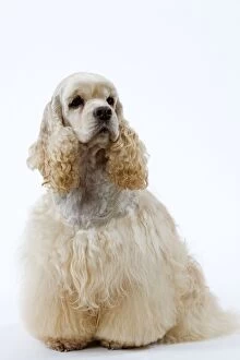 Dog - American Cocker Spaniel, clipped & groomed
