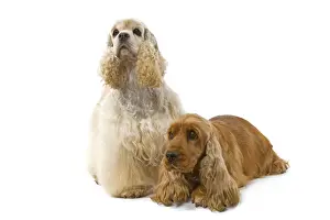 Dog - American Cocker Spaniel and English Cocker Spaniel (lying down)