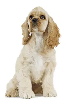 Dog - American Cocker Spaniel. Looking up