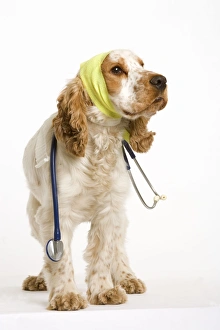 Dog - American Cocker Spaniel wearing bandages with stethoscope around neck Dog - American Cocker Spaniel wearing bandages with stethoscope around neck