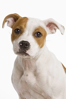 Images Dated 9th October 2008: Dog - American stadforshire terrier in studio