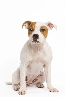 Images Dated 9th October 2008: Dog - American stadforshire terrier in studio
