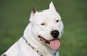 Images Dated 4th November 2010: DOG - American Staffordshire Bull Terrier