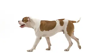 Dog - American Staffordshire Terrier