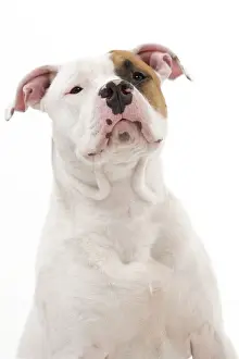Dog - American Staffordshire Terrier