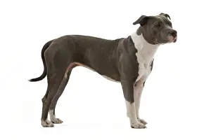 Dog - American Staffordshire Terrier