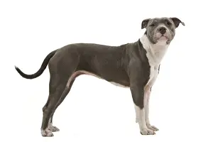 Dog - American Staffordshire Terrier
