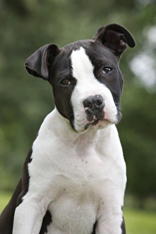 Images Dated 22nd May 2011: Dog - American Staffordshire Terrier puppy