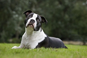 Strong Gallery: Dog - American Staffordshire Terrier puppy