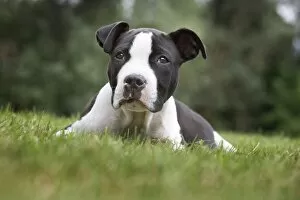 Images Dated 22nd May 2011: Dog - American Staffordshire Terrier puppy