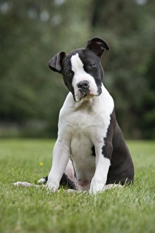 Images Dated 22nd May 2011: Dog - American Staffordshire Terrier puppy