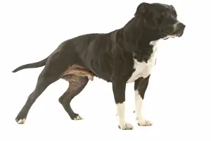 Dog - American staffordshire terrier in studio