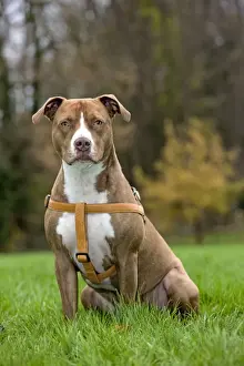 Powerful Prints: Dog - American Staffordshire Terrier - wearing harness