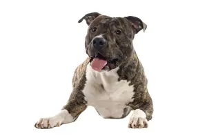 Dog - American Staffordshire Terriers