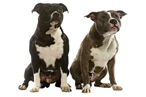 Dog - American Staffordshire Terriers