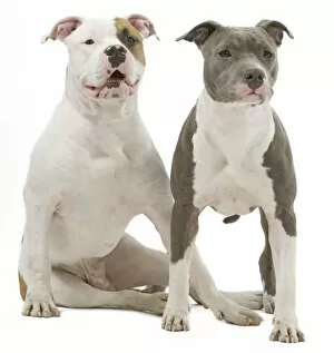 Images Dated 22nd October 2011: Dog - American Staffordshire Terriers