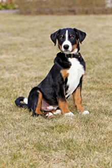 Images Dated 12th March 2011: Dog - Appenzeller puppy - sitting on garden lawn - Lower Saxony - Germany