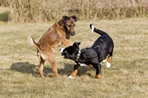 Images Dated 12th March 2011: Dog - Appenzeller puppy with Westfalen Terrier - playing in garden - Lower Saxony - Germany