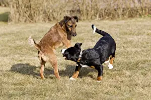 Dog - Appenzeller puppy with Westfalen Terrier - playing in garden - Lower Saxony - Germany
