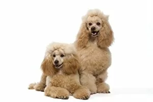 Barbone Gallery: Dog - Apricot Miniature Poodle