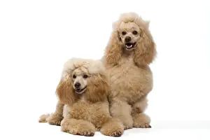 Apricot Prints: Dog - Apricot Miniature Poodle