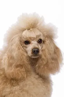 Dog - Apricot Miniature Poodle