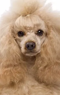 Dog - Apricot Miniature Poodle