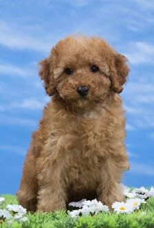 Images Dated 7th February 2014: Dog - Apricot Miniature Poodle - 8 week old puppy