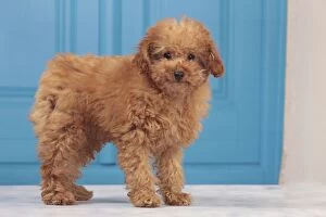 Dec2014, 7, dog apricot miniature poodle puppy