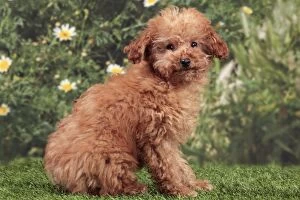 4 Gallery: Dog - Apricot Miniature Poodle puppy