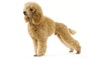 Images Dated 9th April 2006: Dog - Apricot Poodle