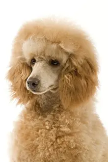 Dog - Apricot Poodle