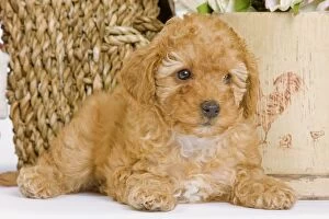 Images Dated 11th April 2000: Dog - Apricot Poodle