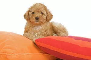 Images Dated 11th April 2000: Dog - Apricot Poodle on cushions