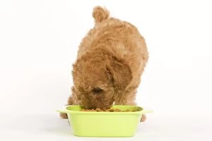 Dog - Apricot Poodle eating dried food from bowl