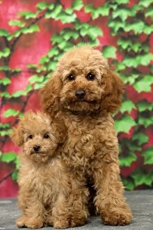 Dog Apricot Poodle puppies