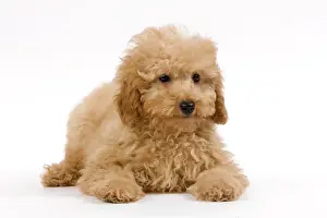 Apricot Prints: Dog - Apricot poodle puppy in studio