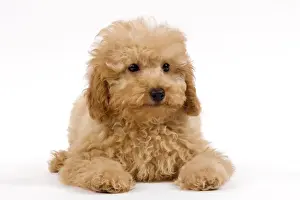 Dog - Apricot poodle puppy in studio