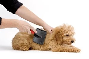 Images Dated 16th April 2010: Dog - Apricot poodle puppy in studio being groomed by owner