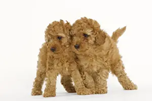 Dog - Apricot Poodle two in studio